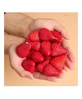 MOLDE DE FRESAS PEQUEÑAS 3D 4 CAVIDADES